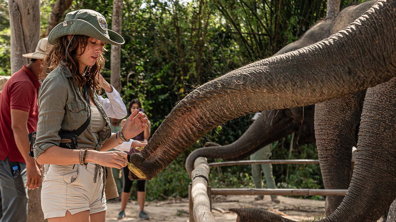 Elephant & Glamping Escape
